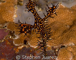 Ornate Ghost Pipe Fish, found hiding in a crinoid by Stephen Juarez 